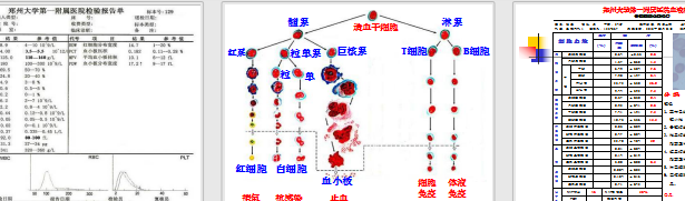 实验诊断血常规和骨髓学习电子文档ppt